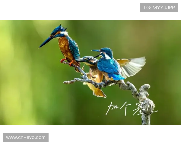 塞鸟未识自将登场 扬帆再启战斗新篇 塞鸟未识自将登场 扬帆再启战斗新篇